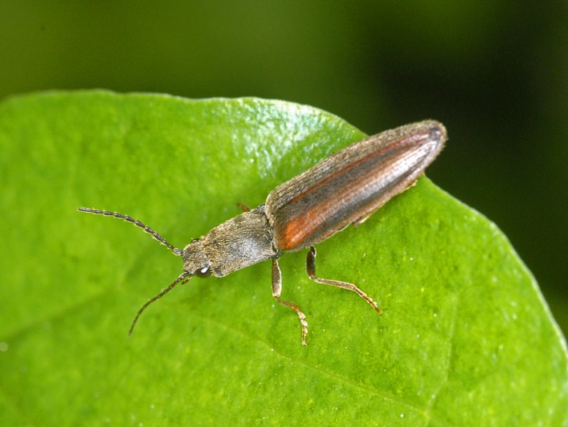 Athous sp., vittatus?